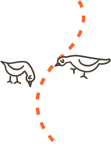 鳥のイラスト