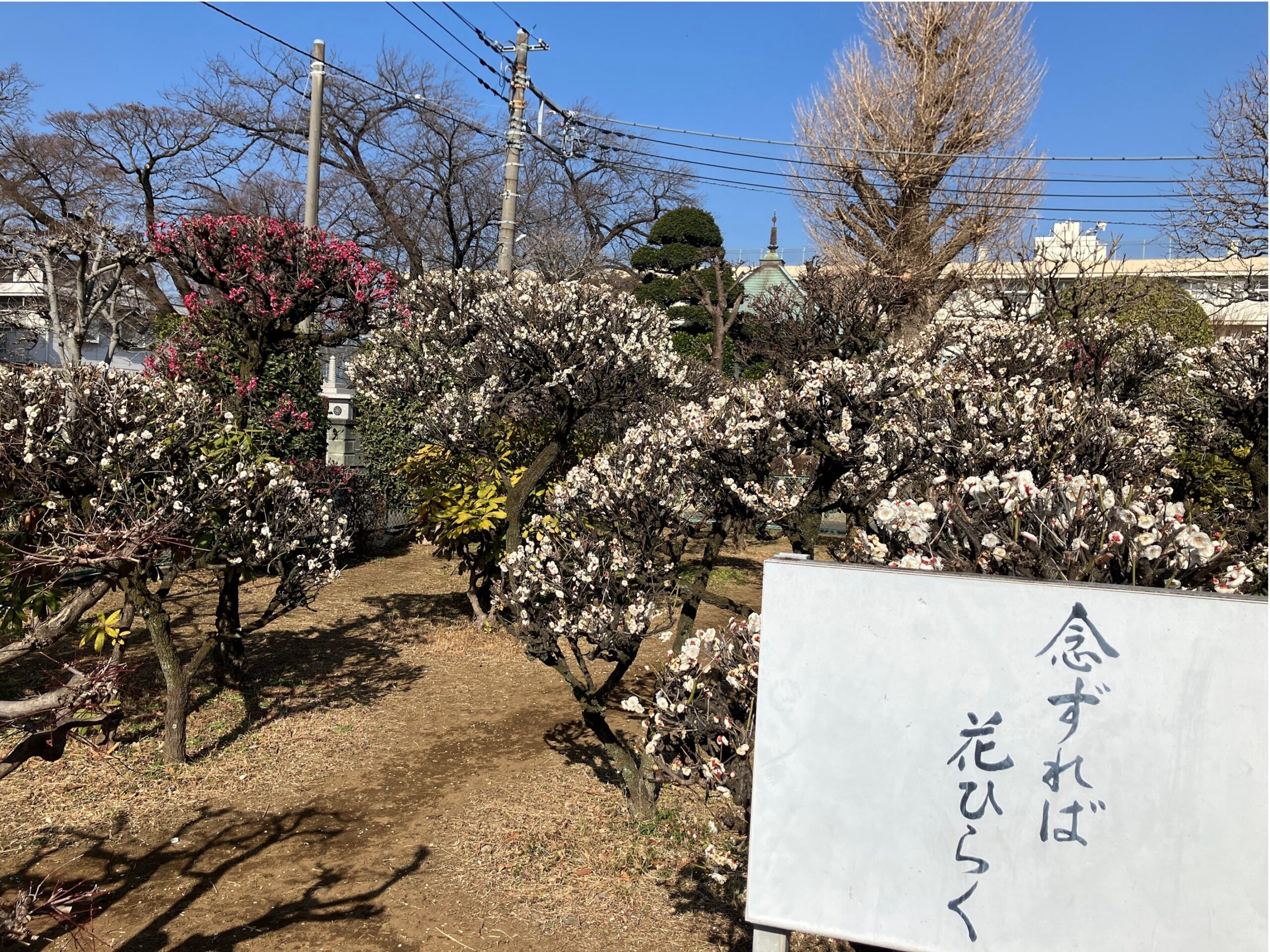 訪れた日は暖かく公園内の梅が咲いておりました。 あたりはなんとも芳しい香りに包まれておりました。