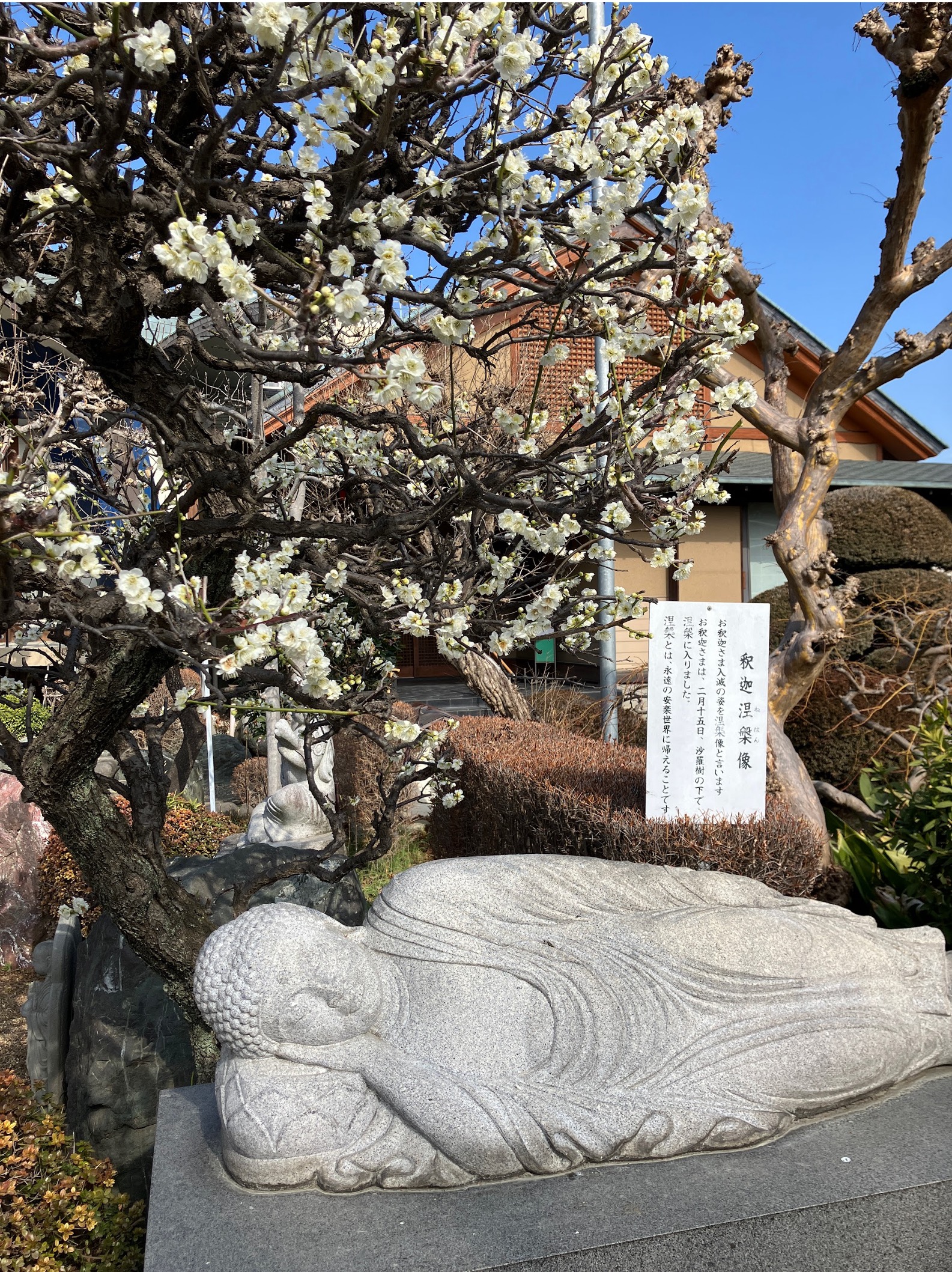 「釈迦涅槃像（ねはんぞう）」 梅の花が見事です。 浦和の文教エリアにある長覚院の「樹木葬　きよらか」 ぜひ樹木葬のご見学に、講座の受講に、お散歩にお越しください。